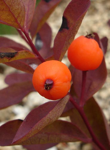 Geocaulon Lividum