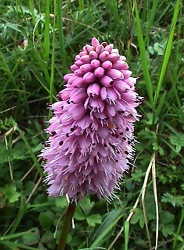 Polygonum bistorta