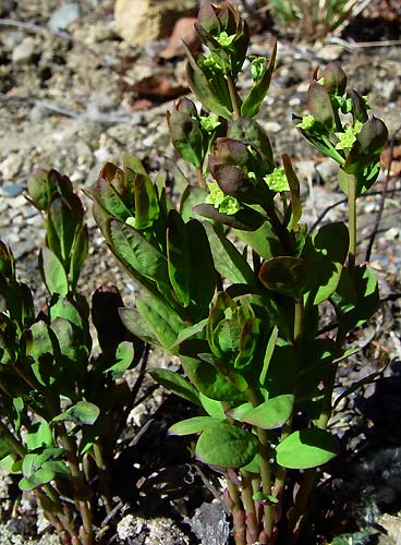 Geocaulon Lividum