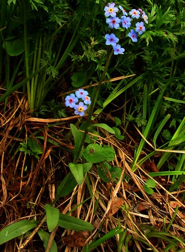 Alpine forget-me-not (Myosotis alpestris) Flower, Leaf, Care, Uses -  PictureThis